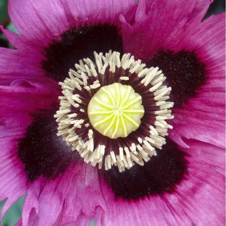 Violeta Africana