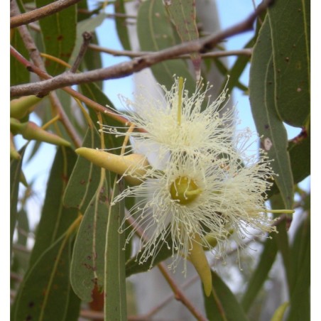 Incienso Eucalyptus Arasia