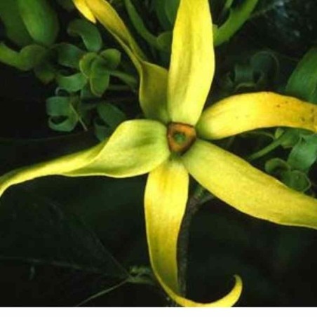 Flor Ylang Ylang