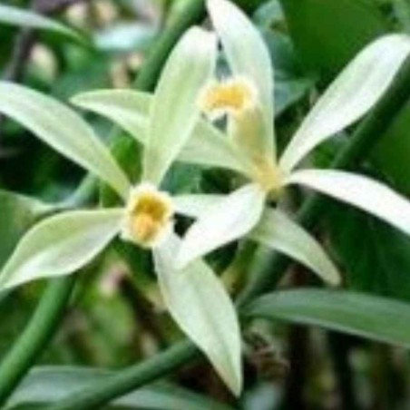Flor de Vainilla