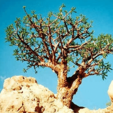 Arbol de Mirra