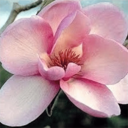 Magnolia