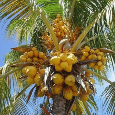 Arbol de Coco