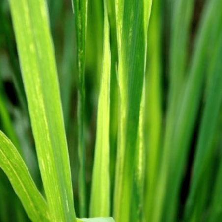 Citronela