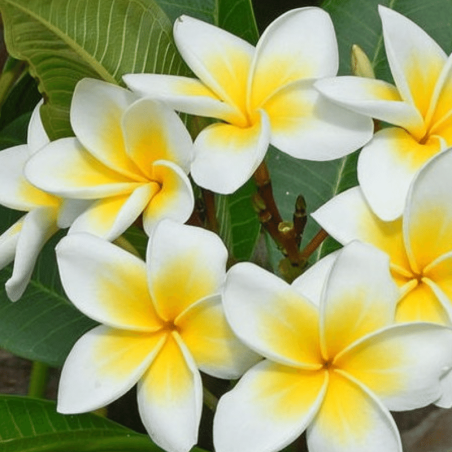 Incienso Frangipani