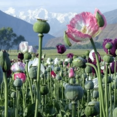 Opium