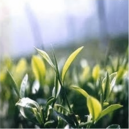Té Verde