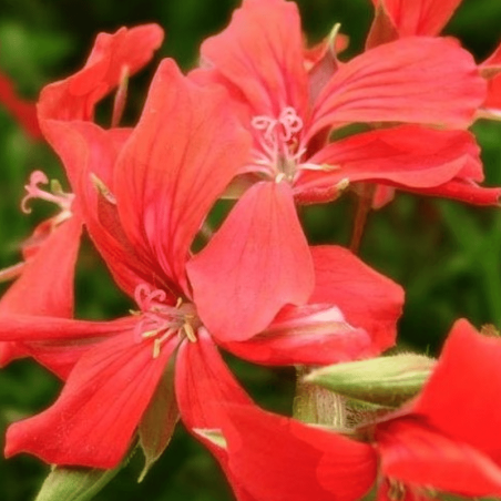 Géranium