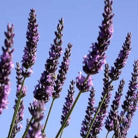 Lavanda