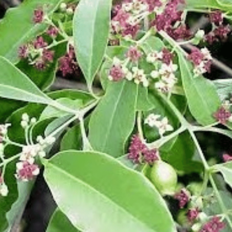 Sandalwood Flowers